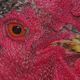 Illustration for article titled Thousands Of Chickens Once Wore Glasses To Stop Them Killing Each Other